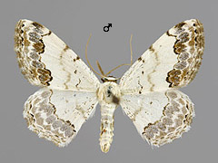 S. decorata