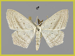 S. emutaria