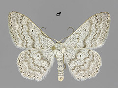 S. incanata