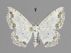 S. ornata