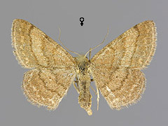 S. rubiginata
