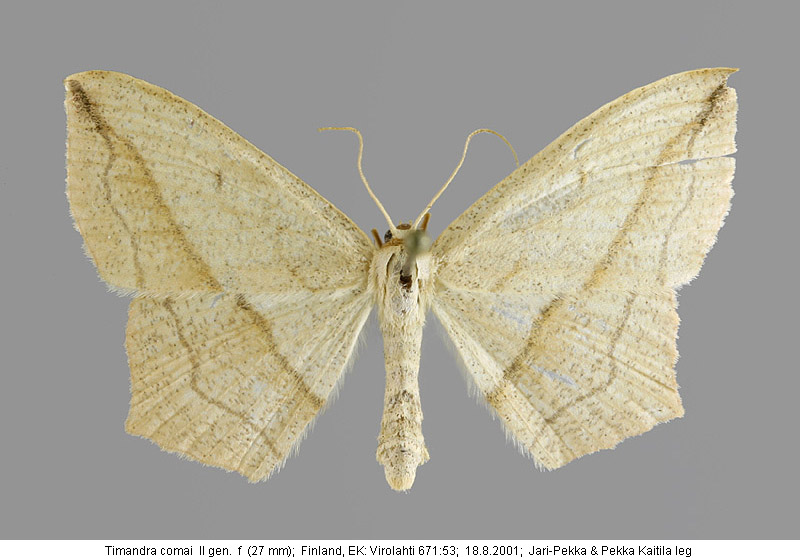 P.Pakkanen & J.Wettenhovi: Timandra griseata & comai in Finland