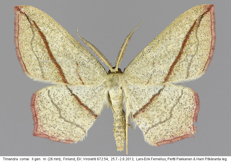 P.Pakkanen & J.Wettenhovi: Timandra griseata & comai in Finland