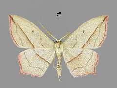 T. comai