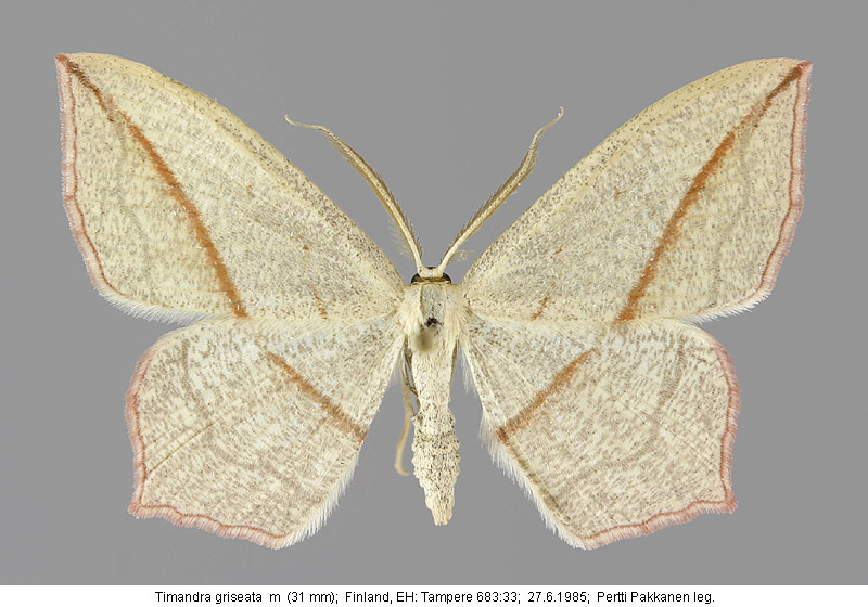 P.Pakkanen & J.Wettenhovi: Timandra griseata & comai in Finland