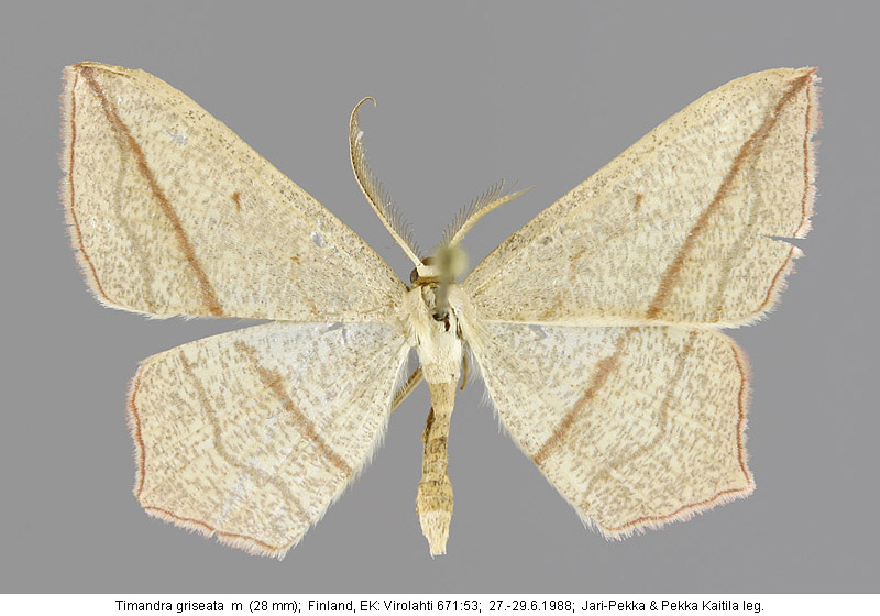 P.Pakkanen & J.Wettenhovi: Timandra griseata & comai in Finland