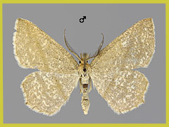 T. rectistrigaria