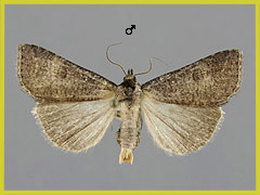 L. procax