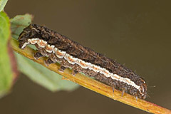 A. polyodon
