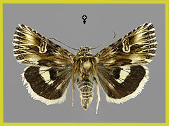 A. radiosa