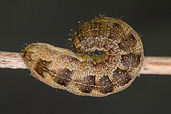 A. circellaris