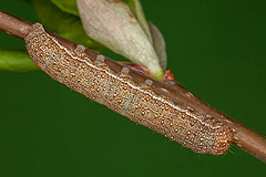 A. helvola