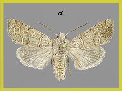 A. humilis