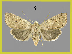 A. laevis