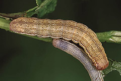A. litura