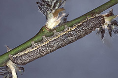 A. lota