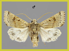 A. lunosa