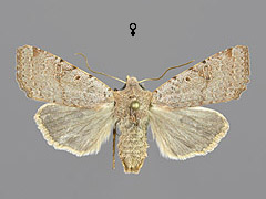 A. lychnidis