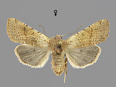 A. lychnidis