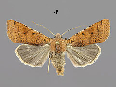 A. lychnidis