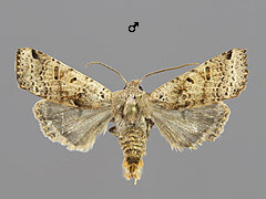 A. lychnidis