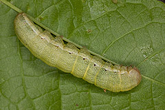 A. lychnidis