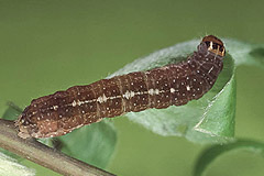 A. macilenta