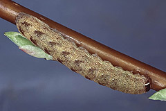 A. nitida