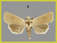 A. ruticilla