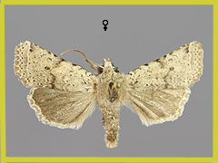 A. ruticilla