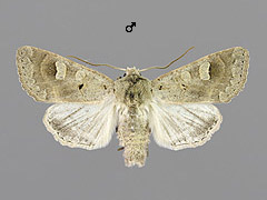 A. caecimacula