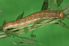 A. caecimacula