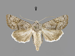A. lueneburgensis