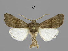 A. lueneburgensis