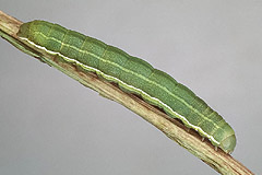 A. lueneburgensis