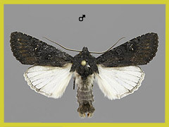 A. nigra
