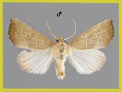 A. ambusta