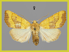 A. centrago