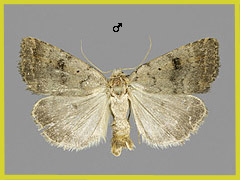 A. furvula