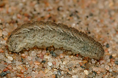 A. gluteosa
