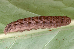 A. pallustris