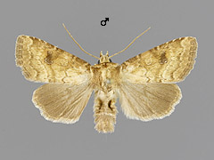 A. pulmonaris