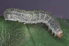 A. pulmonaris