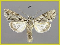 A. detersa