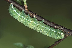 B. amica