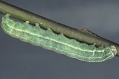 B. viminalis