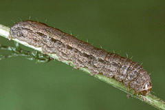 C. albina