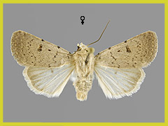 C. aspersa