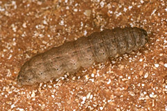 C. clavipalpis
