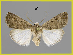 C. flavirena